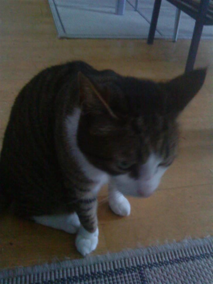 Blanding af racer Hubert //Død// billede 11