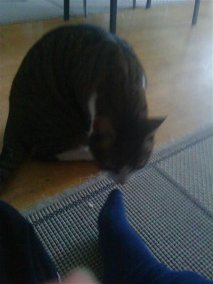 Blanding af racer Hubert //Død// billede 12