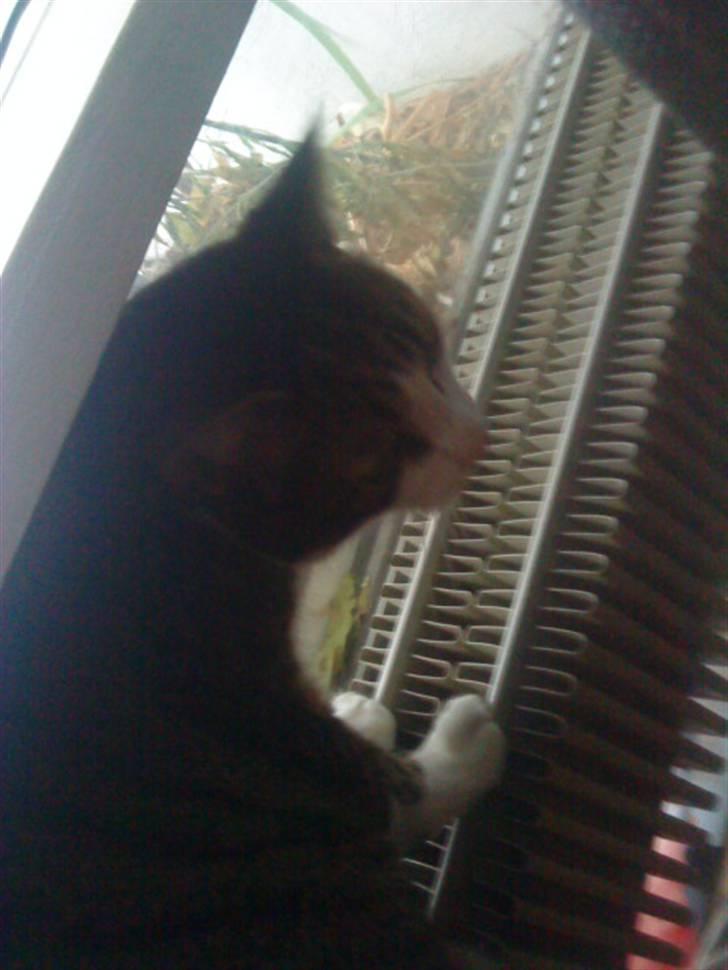 Blanding af racer Hubert //Død// billede 13