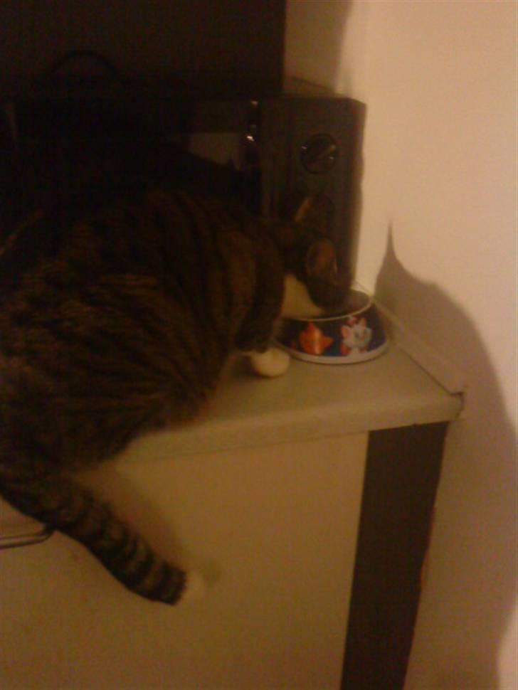 Blanding af racer Hubert //Død// billede 14