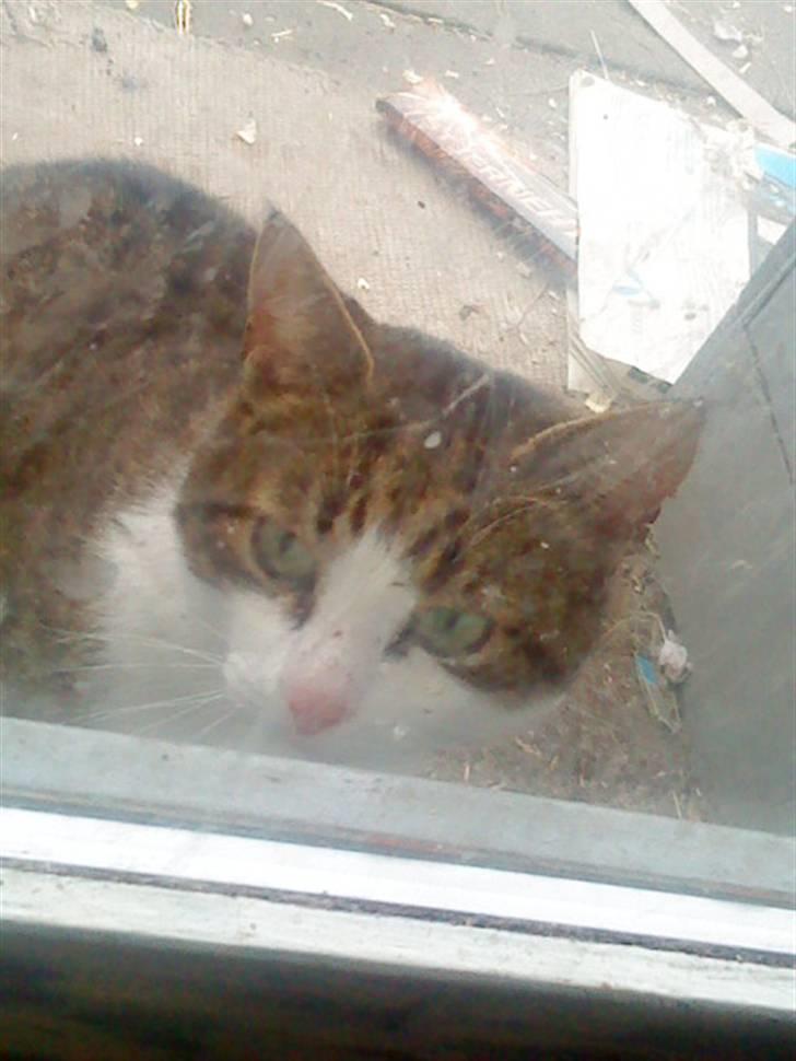 Blanding af racer Hubert //Død// billede 15