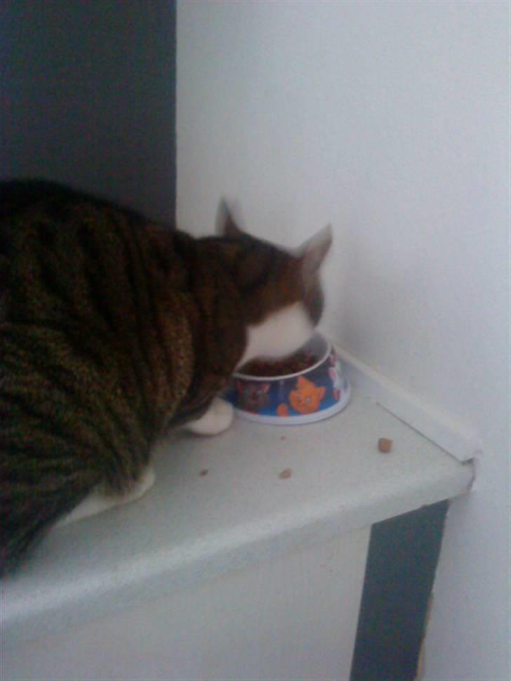 Blanding af racer Hubert //Død// billede 16