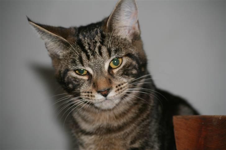 Blanding af racer Miss Fenriska  billede 1