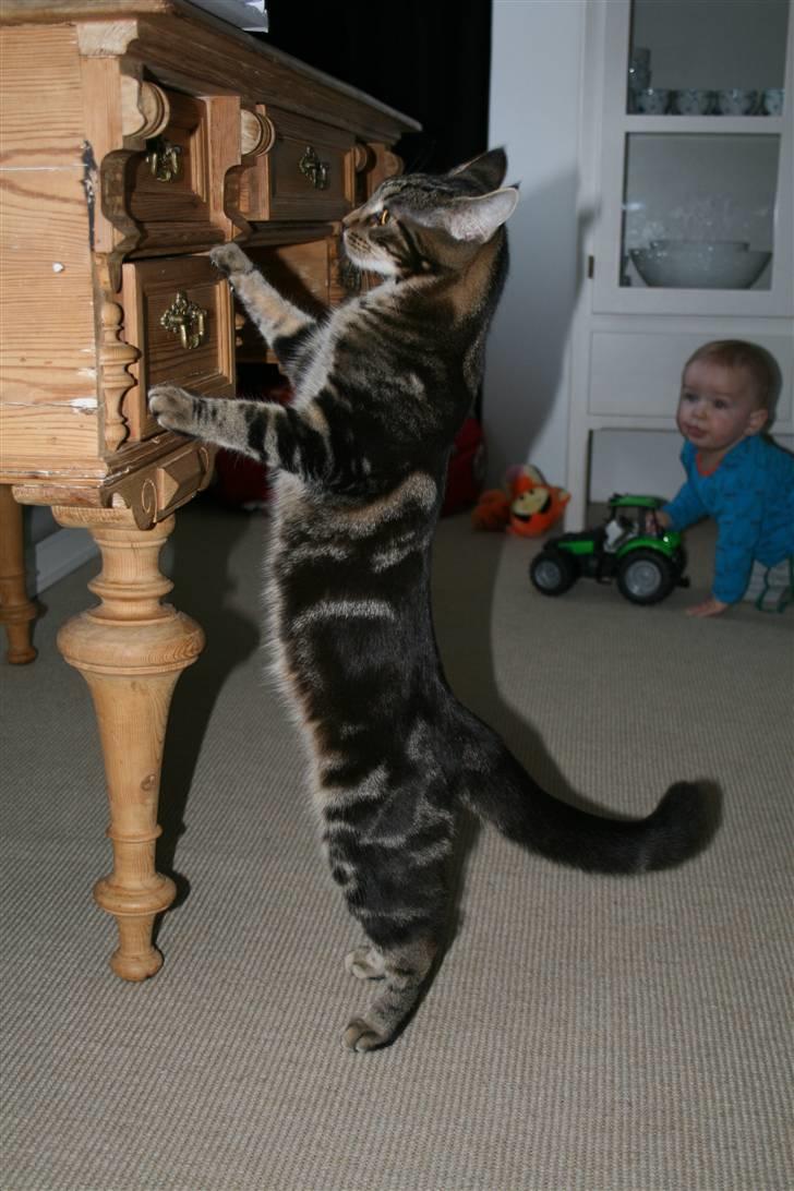 Blanding af racer Miss Fenriska  billede 2