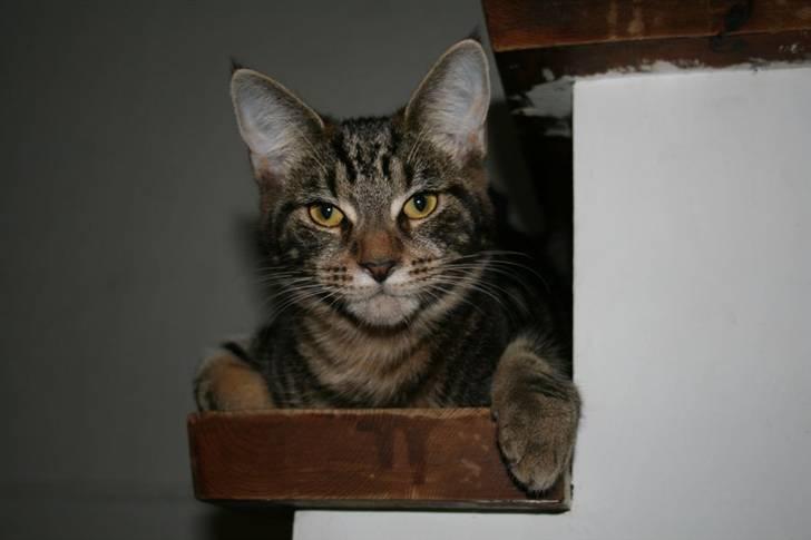 Blanding af racer Miss Fenriska  billede 3