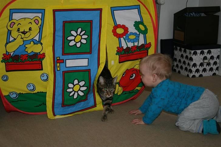 Blanding af racer Miss Fenriska  billede 4