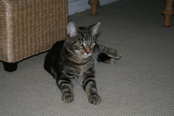 Blanding af racer Miss Fenriska  billede 5