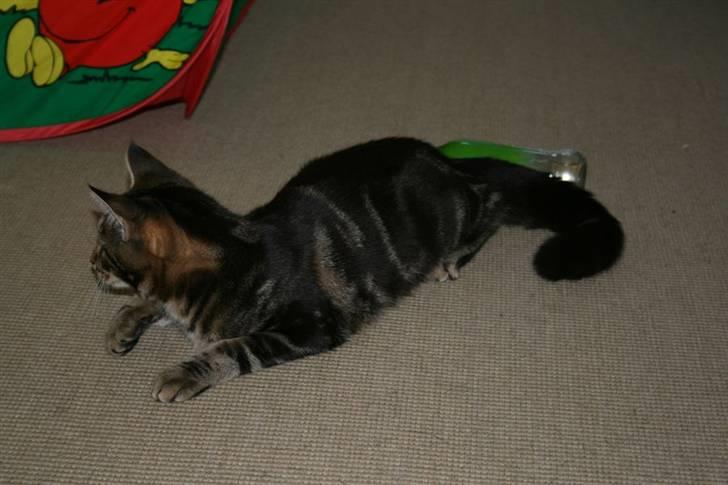 Blanding af racer Miss Fenriska  billede 6