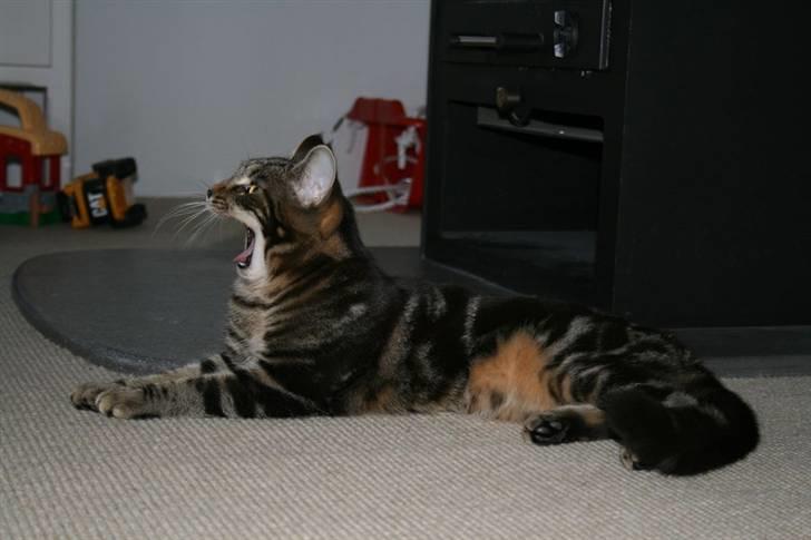 Blanding af racer Miss Fenriska  billede 7