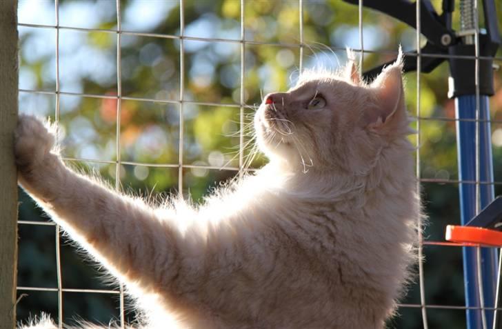 Maine Coon Mindy * Flyttet * billede 15