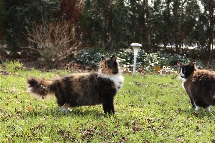 Blanding af racer Pjuske - NYT  billede 12