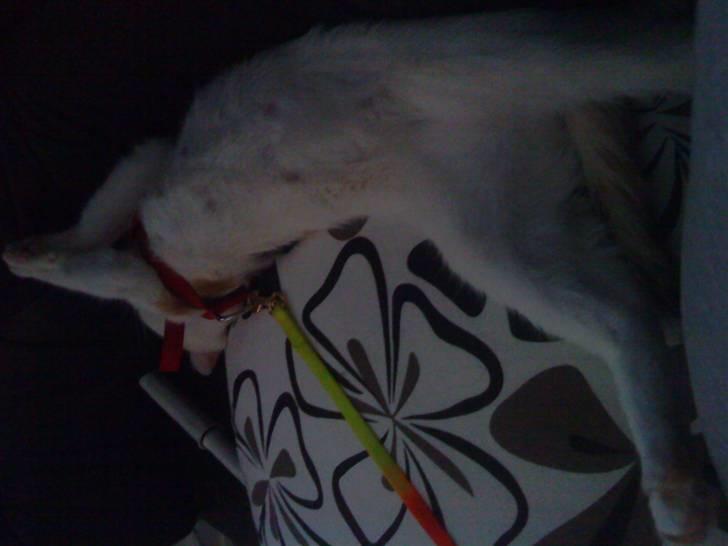 Tyrkisk Van Kida - Sikke en dejlig lur!!! billede 7