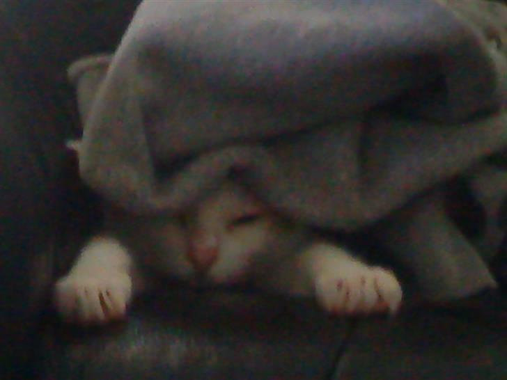 Tyrkisk Van Kida - Blev lige lidt træt. billede 8