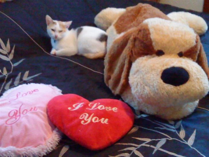 Tyrkisk Van Kida billede 9