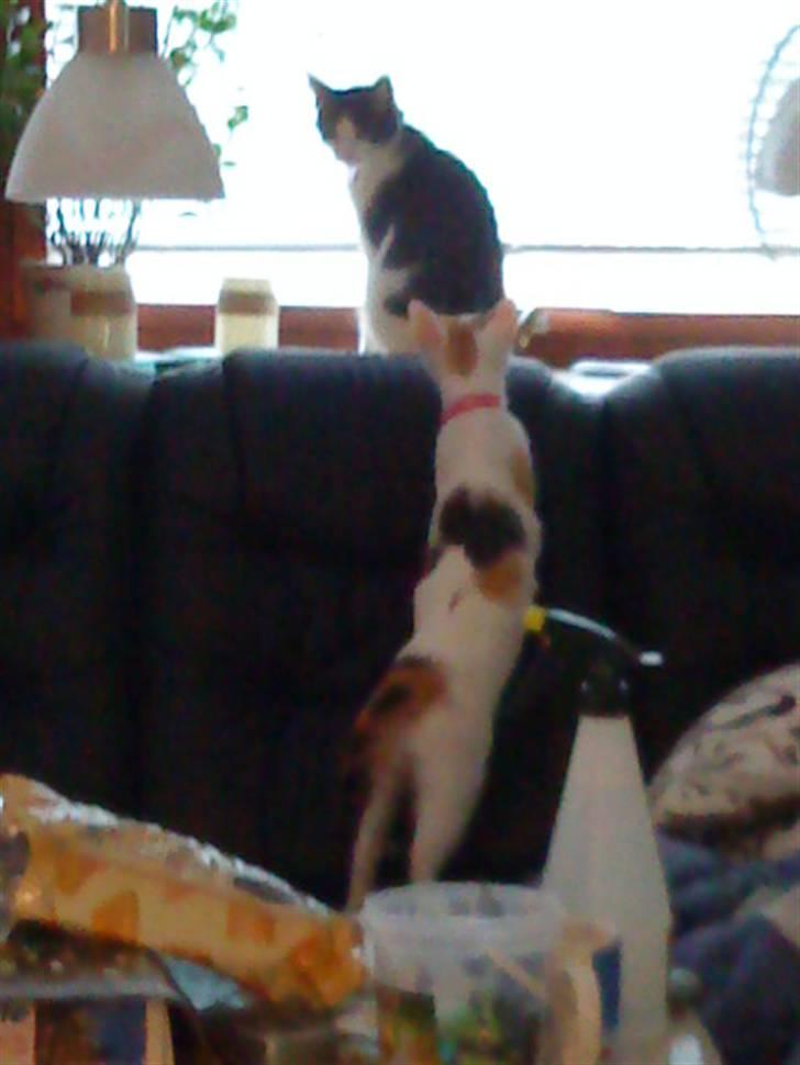 Tyrkisk Van Kida billede 10