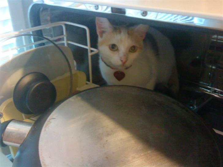 Tyrkisk Van Kida billede 11