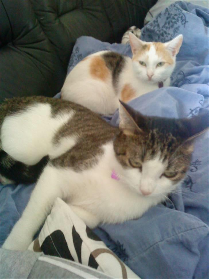 Tyrkisk Van Kida billede 12