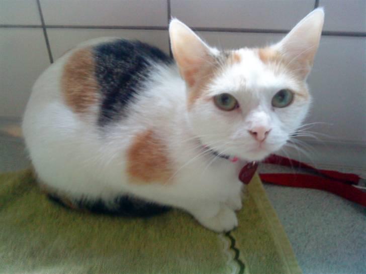 Tyrkisk Van Kida billede 13