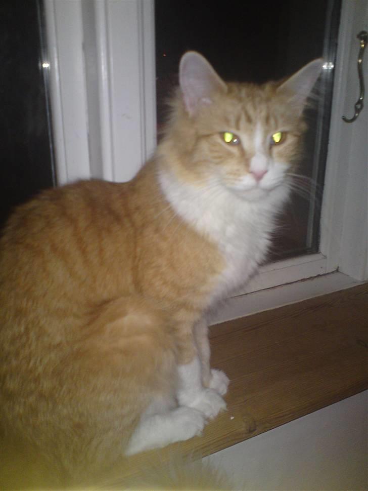 Maine Coon Nelli - sidder og nyder udsigten billede 1