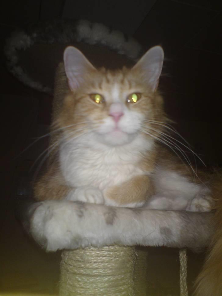 Maine Coon Nelli - Er jeg ikke smuk? billede 2