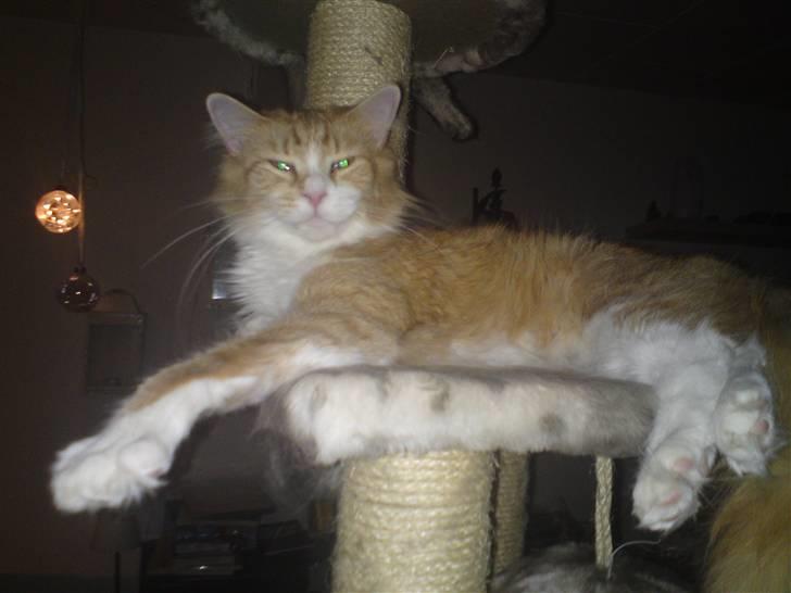 Maine Coon Nelli - Ha jeg har fået den bedste plads billede 3