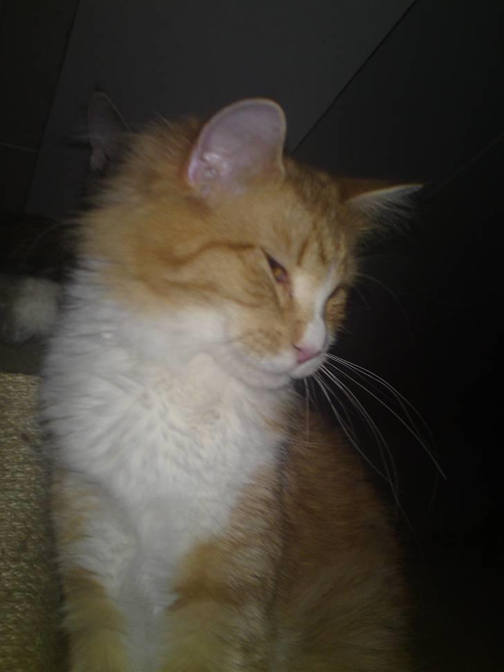 Maine Coon Nelli billede 4