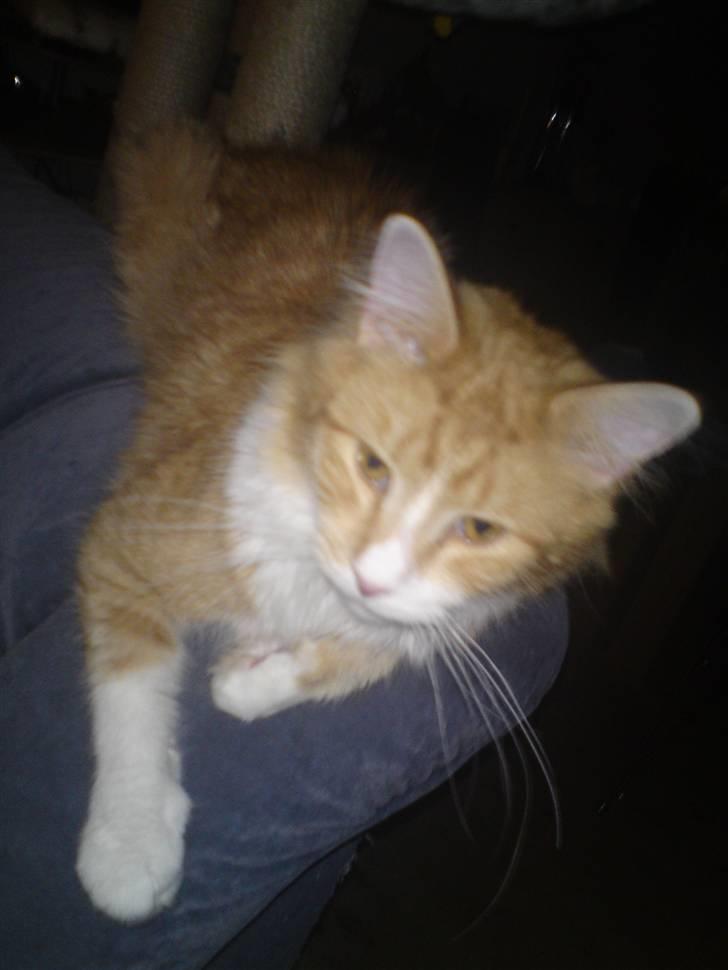 Maine Coon Nelli - Nusser du mig ikke lidt? billede 5