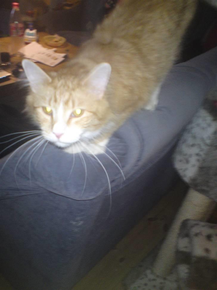 Maine Coon Nelli - kom tættere på mor så jeg kan komme op på din skulder billede 6