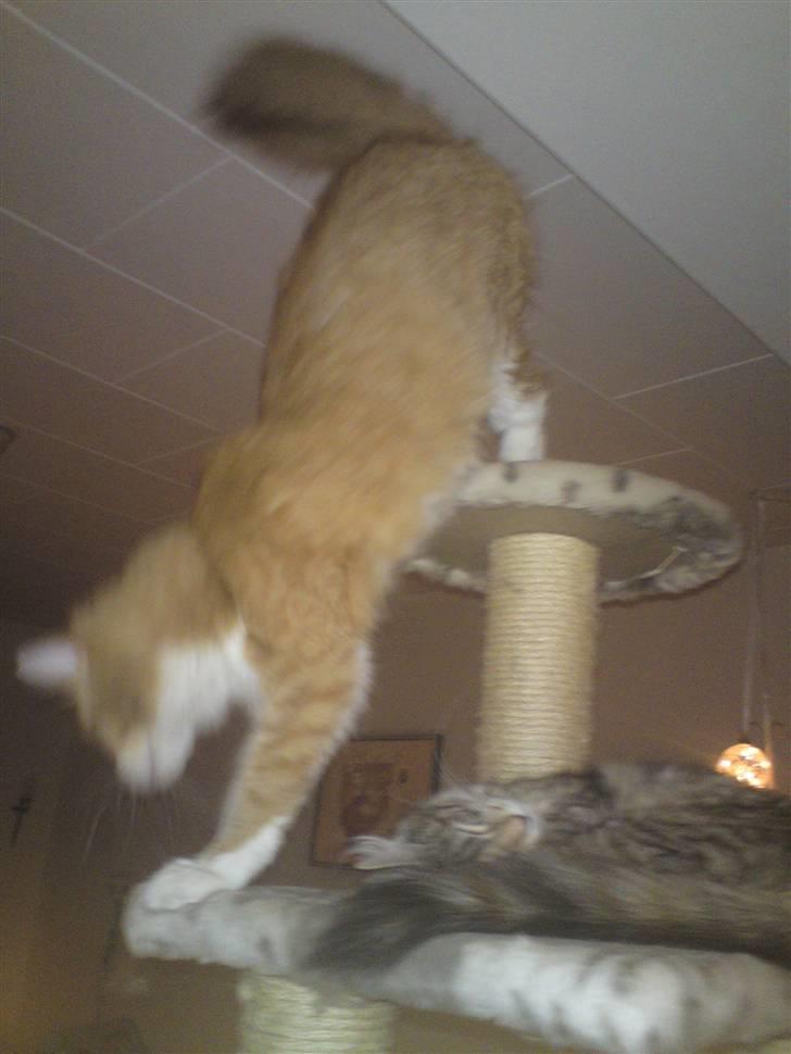 Maine Coon Nelli - Nu kommer jeg mor billede 7