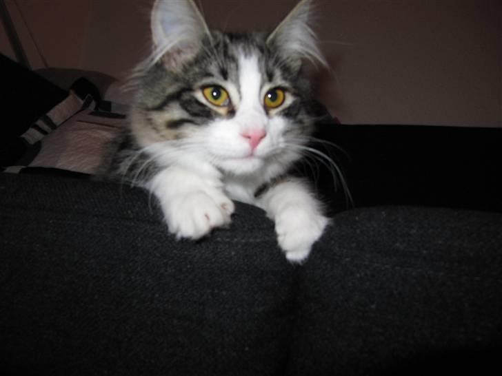 Norsk Skovkat Kejserheden's Madonna billede 1