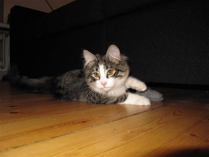 Norsk Skovkat Kejserheden's Madonna billede 2