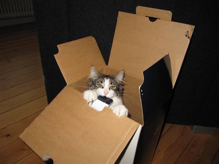 Norsk Skovkat Kejserheden's Madonna billede 3