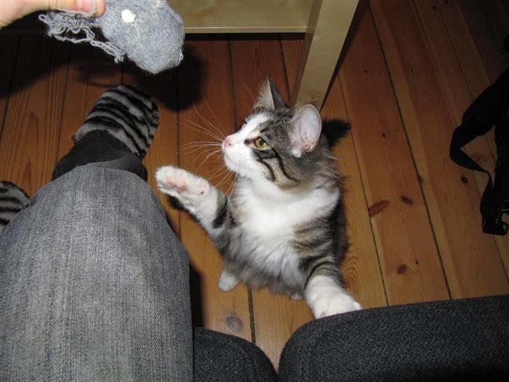 Norsk Skovkat Kejserheden's Madonna billede 4