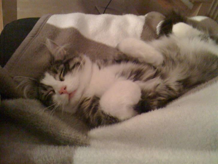 Norsk Skovkat Kejserheden's Madonna billede 5