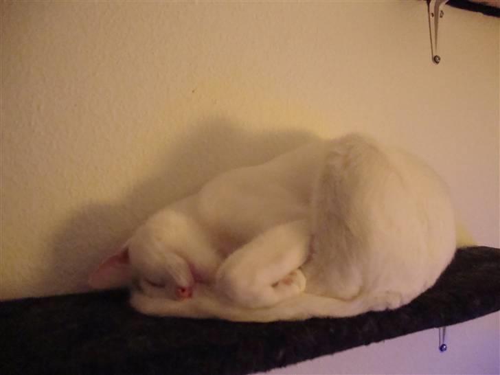 Huskat Snowie - jeg er blevet stor nu billede 8