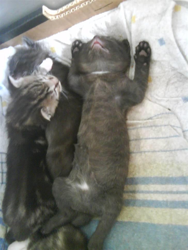 Blanding af racer Buline (buller)  ;) billede 8