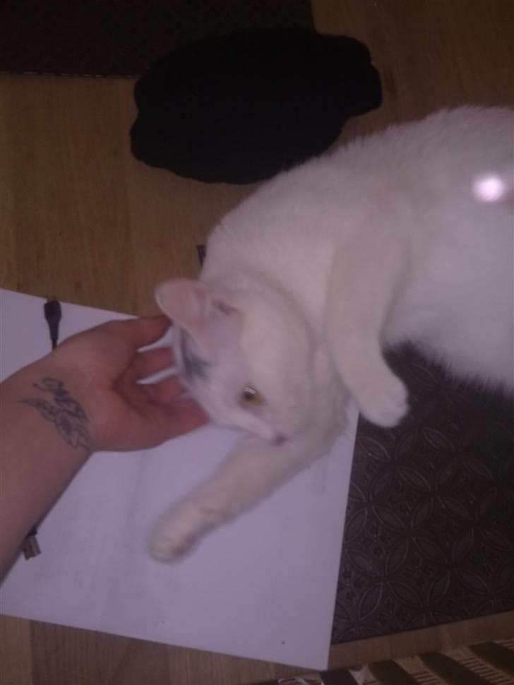 Blanding af racer Kaos billede 11