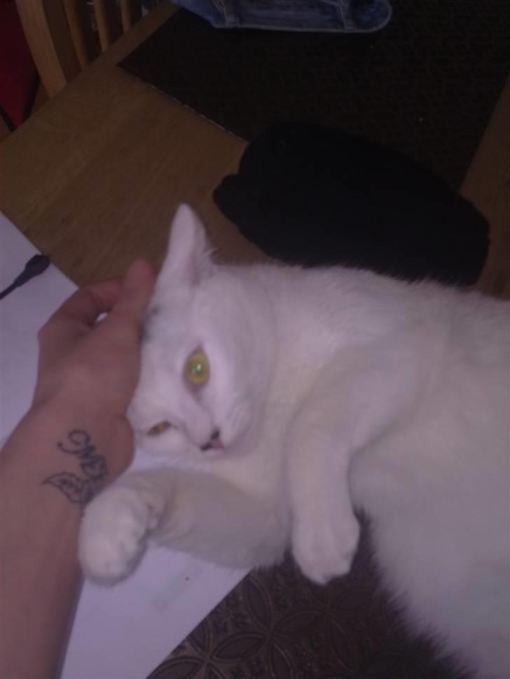 Blanding af racer Kaos billede 12