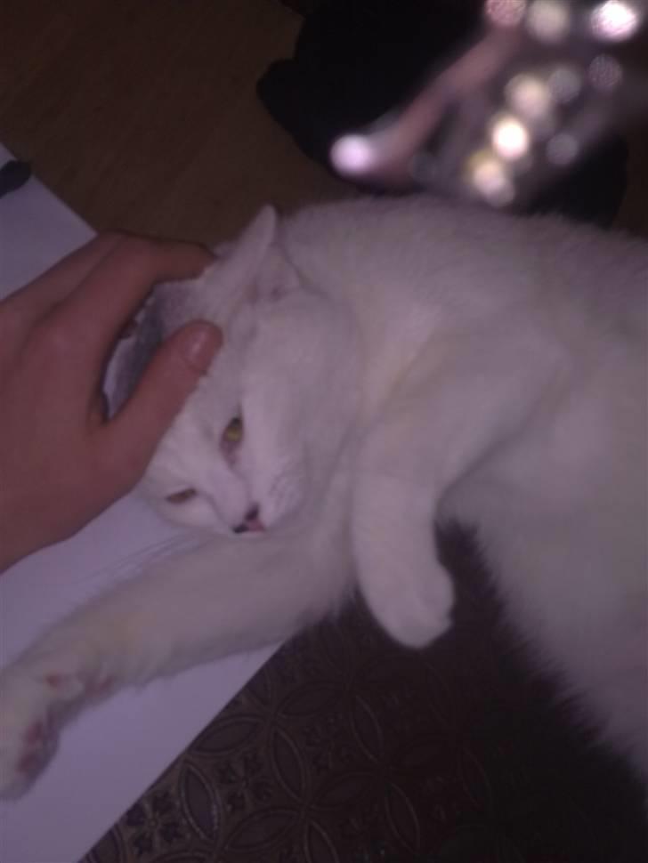 Blanding af racer Kaos billede 13