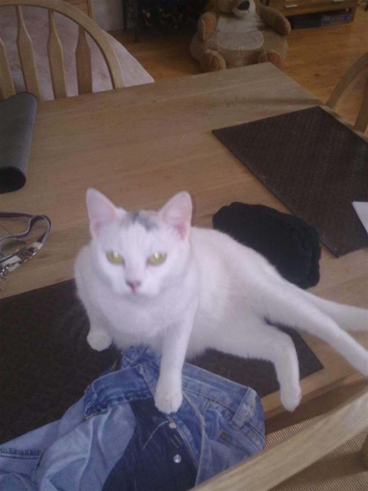 Blanding af racer Kaos billede 14