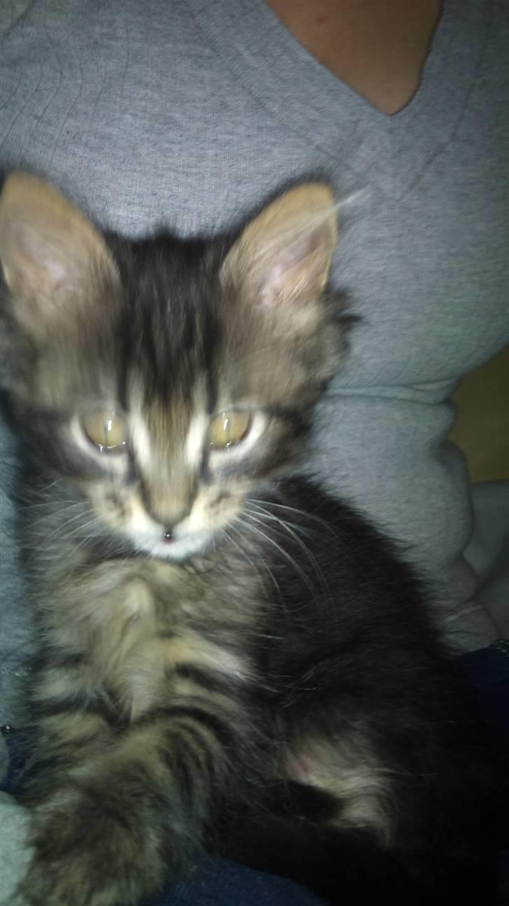 Maine Coon Manse  billede 4