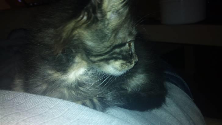 Maine Coon Manse  billede 6