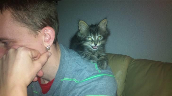 Maine Coon Manse  billede 7