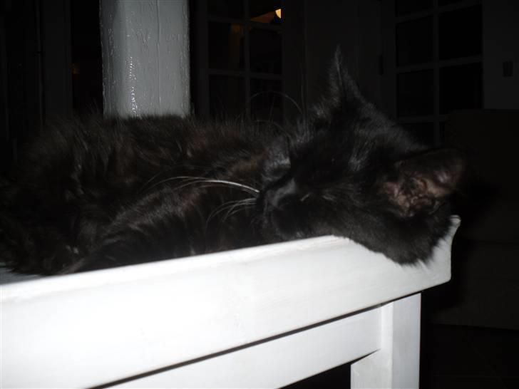 Maine Coon oliver - olivers mor på godt 6 kg billede 6