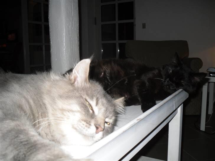 Maine Coon oliver - olivers mor og far billede 7