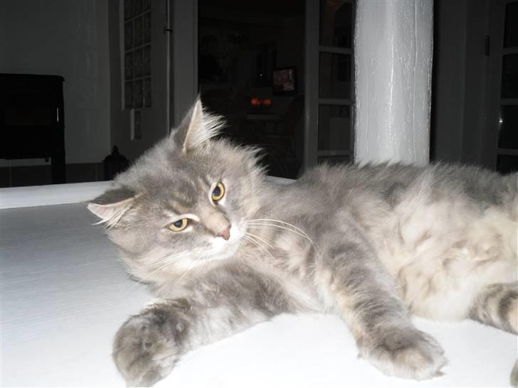 Maine Coon oliver - olivers far på godt 10 kg :) billede 8