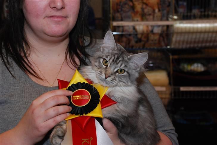 Maine Coon Gugger's Usher - Her er vi i køge. Usher blev Ex.1 billede 15