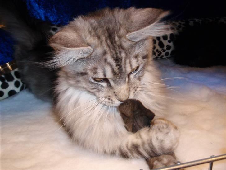 Maine Coon Gugger's Usher - Et lille kanin ører....... Det var meget spænde billede 16