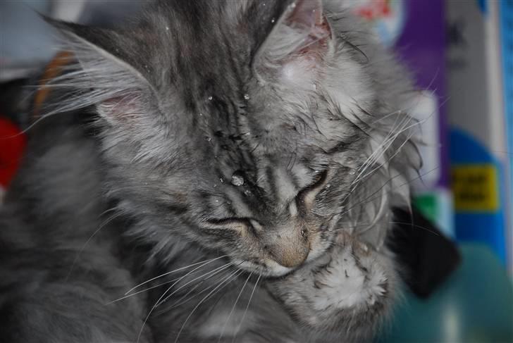 Maine Coon Gugger's Usher - Usher elsker at lege med vand.....  billede 17