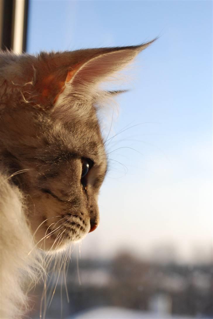 Maine Coon Gugger's Usher - Sikke et dejlig vejre. billede 18